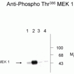 Western blot of human T47D cells showing phospho-specific immunolabeling of the ~45k MEK1 protein phosphorylated at Thr386.