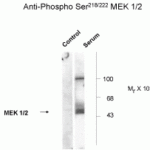 Western blot of NIH 3T3 cell lysates.  The cells were serum starved (control) or incubated in the presence of serum (serum) for 5 minutes.  The western blot shows the immunolabeling of the ~45k MEK1/2 was absent in control and stimulated by serum.