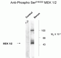 MEK1 / 2 (phospho Ser218 / Ser222) Antibody