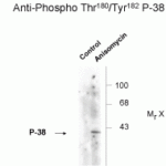 Western blot of Hela cell lysates that had been treated with +/- UV(30 min.) showing phosphospecific immunolabeling of the ~39k p38 MAPK protein phosphorylated at Thr180 and Tyr182.