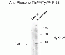 p38 MAPK (phospho Thr180 / Tyr182) Antibody
