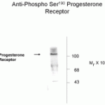 Western blot of whole cell T47D lysate prepared from cells that had been incubated in the presence of synthetic progestin agonist R5020(500nm) showing phosphospecific immunolabeling of the ~90k PR-A isoform and the ~120 PR-B isoform of the progesterone receptor phosphorylated at Ser190.