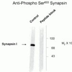 Western blot of rat cortex lysate showing phosphospecific immunolabeling of the ~78k synapsin I protein phosphorylated at Ser603.