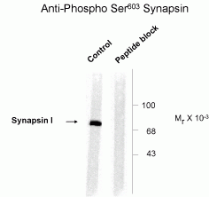 Synapsin (phospho Ser603) Antibody