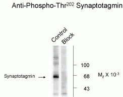 Synaptotagmin (phospho Thr202) Antibody