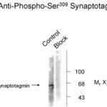 Synaptotagmin (Phospho-Ser309) Antibody