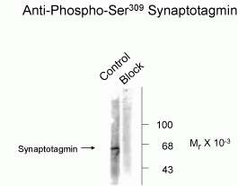 Synaptotagmin (phospho Ser309) Antibody