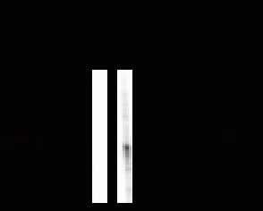 Tryptophan (phospho Ser58) Hydroxylase Antibody