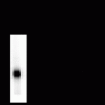 Dopamine Decarboxylase Antibody