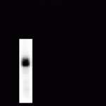 Dopamine beta-Hydroxylase, CT Antibody