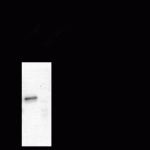 GABA A Receptor alpha 1, NT Antibody