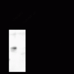 GABA A Receptor alpha 6, CT Antibody