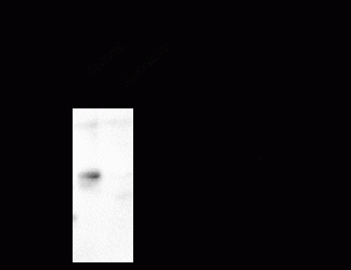 GABA A Receptor alpha 6 Antibody