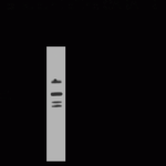 GABA A Receptor alpha 6 Antibody