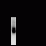 GABA A Receptor beta 2, CT Antibody