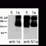 Western blot of 10µg of HEK 293 cells expressing mGluR1a and mGluR5 showing specific immunolabeling of the ~125k monomer and the ~250k dimer of mGluR1a.