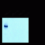 NMDA NR1, Splice Variant N1 Antibody