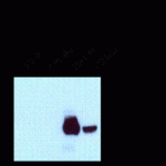 NMDA NR1, Splice Variant C2' Antibody