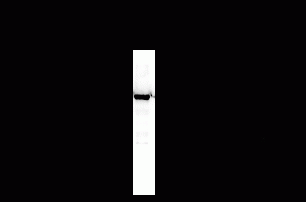 NMDA NR2C Antibody