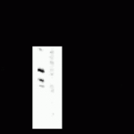 Potassium Channel, Kv2.2 Subunit Antibody