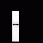Tyrosine Hydroxylase, Sheep Antibody
