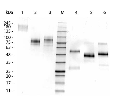 Control Normal llama IgG1
