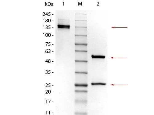 Control Normal Mouse IgG2a Kappa