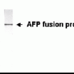 Western blot analysis of alpha 1 Fetoprotein onE coli-derived fusion protein as test antigen, using XW-7017 at a 1:2,000 dilution.