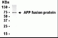 AFP Antibody