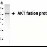 Western Blot: XW-7019 dilution: 1:2,000. Goat anti-13990-HRP dilution: 1:1,000. E coli-derived fusion protein as test antigen.