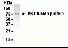 AKT1 Antibody