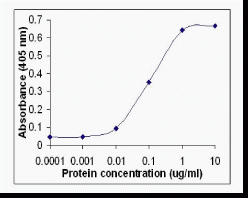 AKT2 Antibody