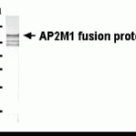 Western blot analysis of AP2M1 using XW-7030.