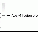 Western blot analysis of APAF1 with an E coli-derived fusion protein as test antigen, using XW-7034 diluted 1:2,000.