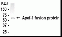APAF1 Antibody