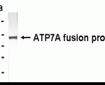 Western Blot: XW-7048 dilution: 1:2,000, Goat anti-IgY-HRP dilution: 1:1,000. Test antigen: e. coli derived fusion protein. Colorimetric method for signal development.