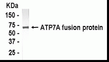 ATP7A Antibody