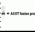 Western Blot: E coli-derived fusion protein as test antigen. XW-7050 dilution: 1:2,000.