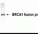 Western Blot: XW-7058 at a 1:2,000 dilution. E.coli derived human BRCA1 fusion protein as test antigen.