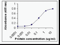 C3 Antibody