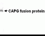 Western Blot: XW-7067 dilution: 1:2,000. Test antigen derived from e-coli fusion protein.