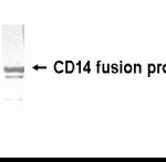 Western Blot: E coli-derived fusion protein as test antigen. XW-7083 dilution: 1:2000, Goat anti-IgY-HRP dilution: 1:1,000.