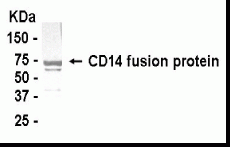CD14 Antibody