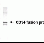 Western blot analysis of E coli derived fusion protein using XW-7087 at 1/2000.