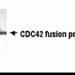 Western blot: E coli-derived fusion protein as test antigen. XW-7097 dilution 1:2000. Colorimetric method for signal development. Predicted band size : 24 kDa