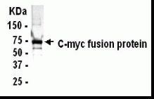 MYC Antibody