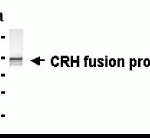 Western Blot: E coli-derived fusion protein as test antigen. XW-7122 dilution: 1:2,000.