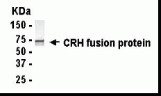 CRH Antibody