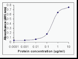 CRP Antibody