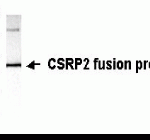 Western Blot: E coli-derived fusion protein as test antigen. XW-7127 dilution: 1:2,000, Goat anti-IgY-HRP dilution: 1:1,000.